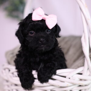 teacup teddy bear puppies for sale new york