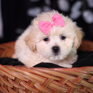 teddy bear puppies for sale near me new jersey