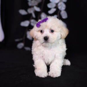 teddy bear puppies new jersey
