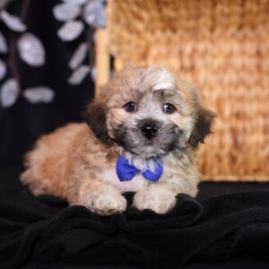 teddy bear shichon puppies