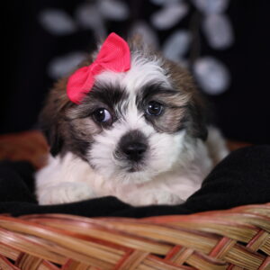teddy bear zuchon puppy for sale