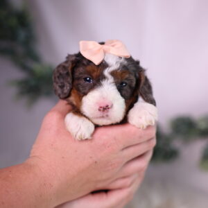 tiny bernedoodle puppy