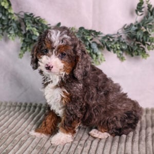 tiny bernedoodle puppy