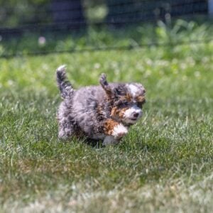 tiny bernedoodle puppy