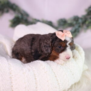 tiny bernedoodle puppy breeder