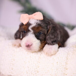 tiny bernedoodle puppy for sale