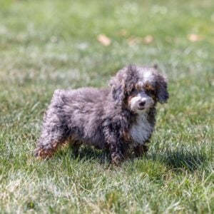 tiny bernedoodle puppy for sale