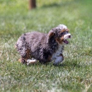 tiny bernedoodle puppy for sale near me
