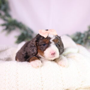 tiny bernedoodle puppy for sale pa