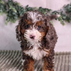 tiny bernedoodle puppy fpr sale