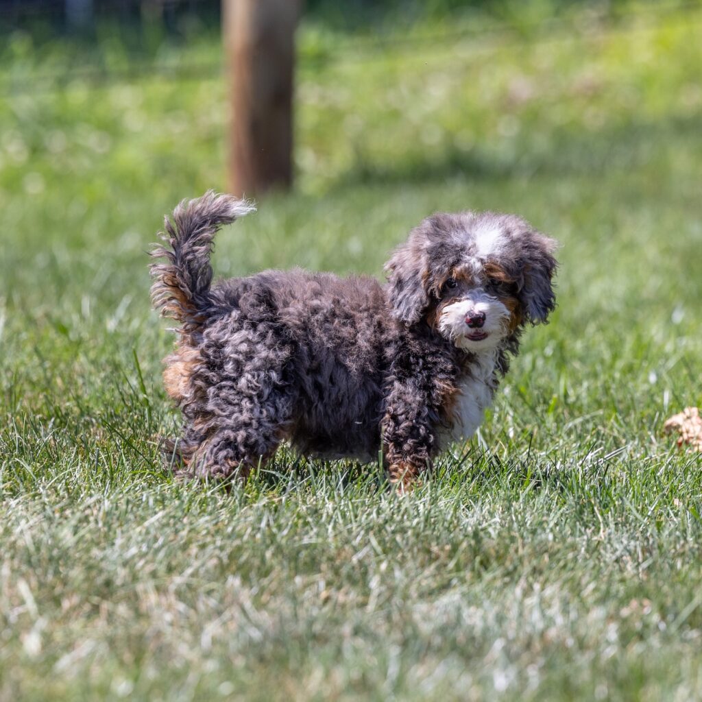 tiny bernedoodle puppy near me