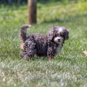 tiny bernedoodle puppy near me