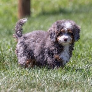 tiny bernedoodle puppy pa