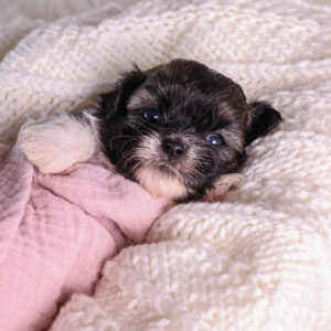tri-color teddy bear puppy for sale