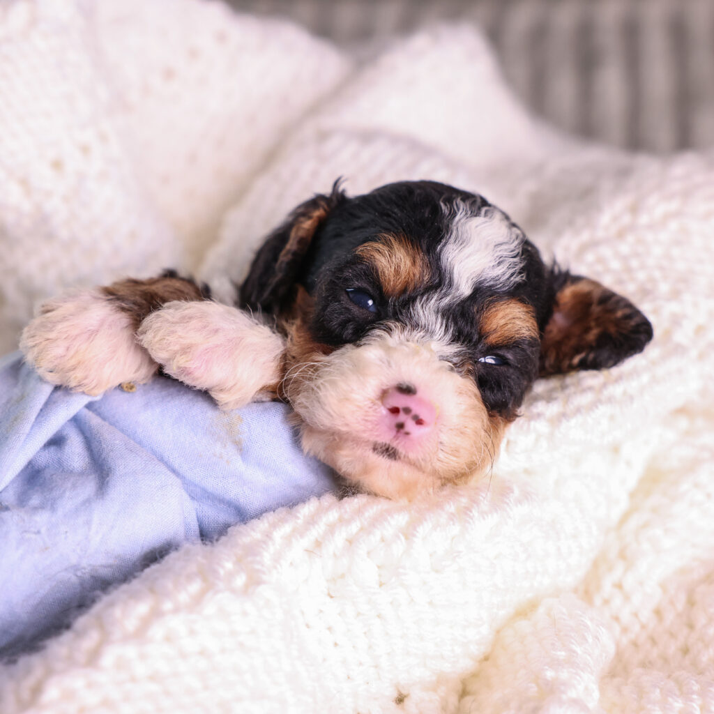 tricolor Micro Mini Bernedoodle