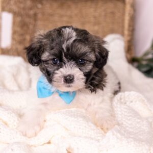 vet checked Zuchon puppy for sale