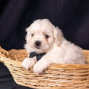 vet checked bichon shih tzu mix