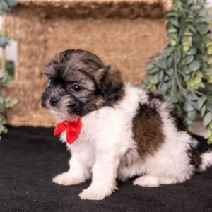 vet checked white and brown teddy bear dog