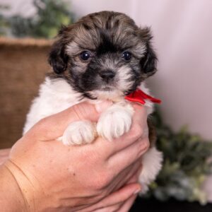 white and brown teddy bear dog