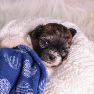 white and brown teddy bear dog