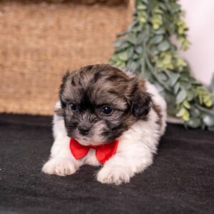 white and brown teddy bear dog near me