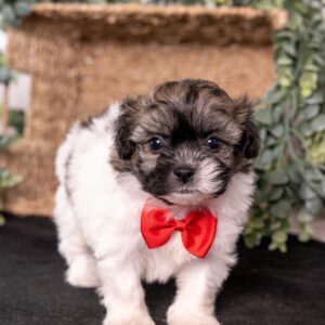 white and brown teddy bear dog near me pa