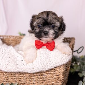 white and brown teddy bear dog puppies