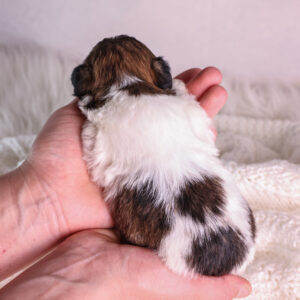 white and brown teddy bear dog puppies