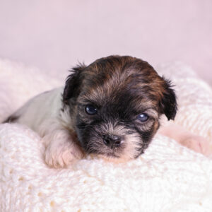 white and brown teddy bear dog puppy