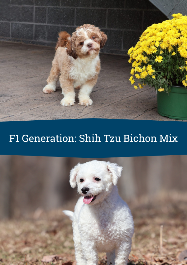 first generation shichons