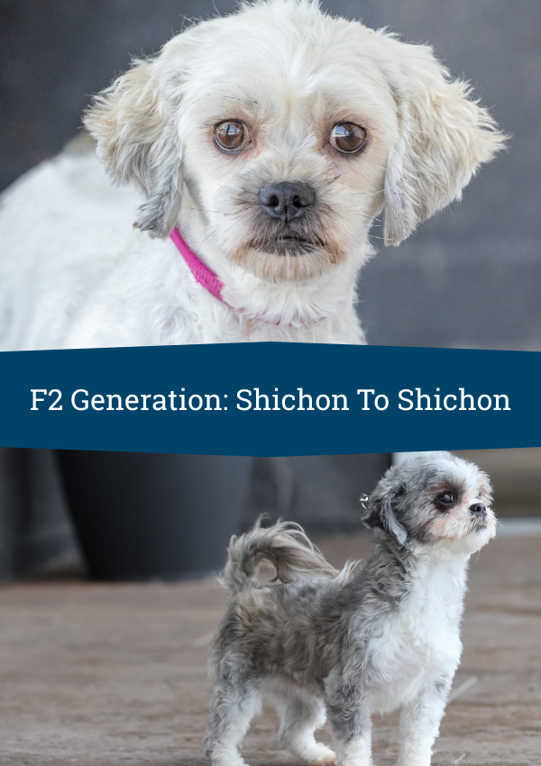 second generation shichons