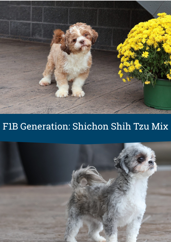 F1b cross shichon generation