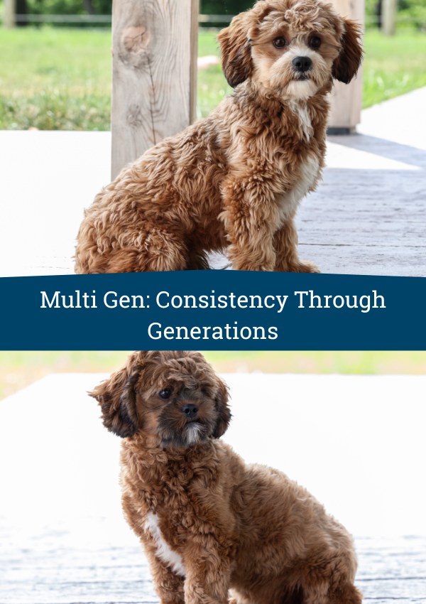 Multi gen Shichons