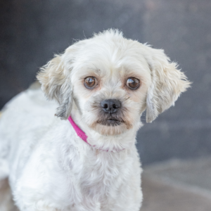 Wanda adult shichon dog