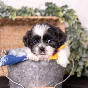 bichon frise shih tzu puppies
