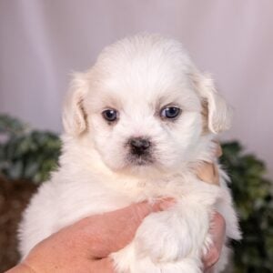 bichon shih tzu mix