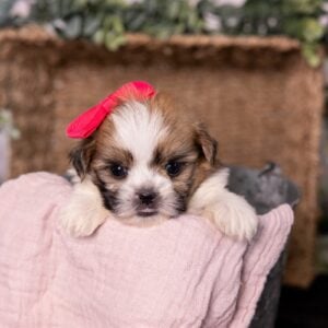 bichon shih tzu puppies