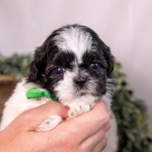 bichon shih tzu puppies