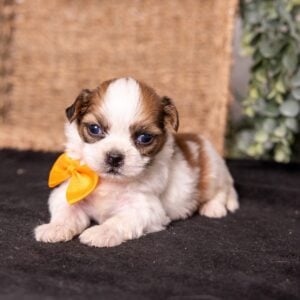 shichon puppy for sale near me