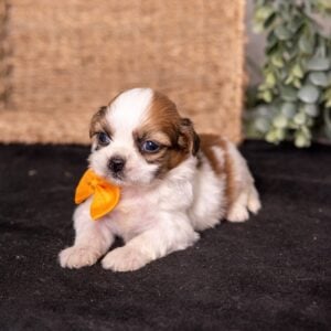 shichon puppy for sale pa