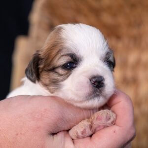 shichon teddy bear puppies for sale
