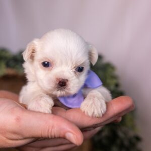 shichon zuchon teddy bear puppies