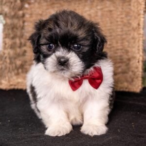 shih tzu bichon mix for sale nar me_