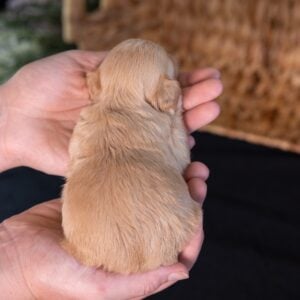 teddy bear dog breed puppy