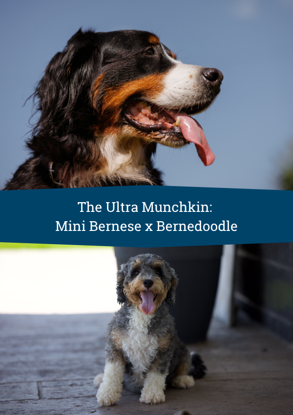 Ultra Munchkins