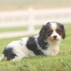 Cavalier parent – candy