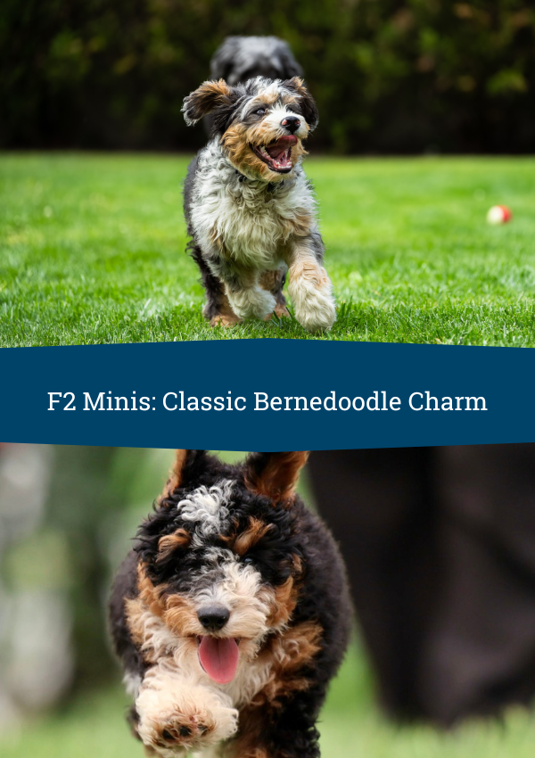 f2 bernedoodles