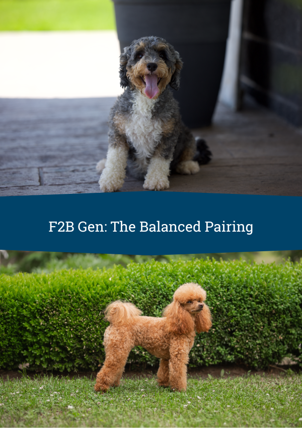 f2b bernedoodles
