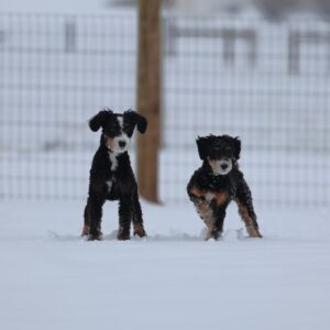 micro bernedoodle puppy for sale – Ellie