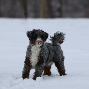 micro bernedoodle puppy for sale – Elmo
